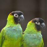 Nanday Conure Stock Photo