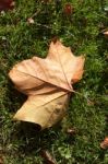 Single London Plane Tree (platanus × Hispanica) Leaf Stock Photo