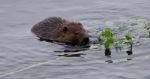 Beautiful Isolated Image Of A Beaver Swimming In The Lake Stock Photo