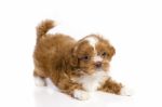 Brown Little Havanese Puppy Stock Photo