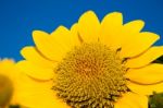 Beautiful Sunflower Against Blue Sky Stock Photo