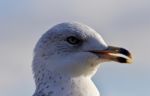 Amazing Portrait Of A Cute Beautiful Gull With The Bick Opened Stock Photo