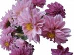 Pink Flowers Background Stock Photo