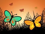 Butterfly In Summer Indicates Warmth Heat And Butterflies Stock Photo