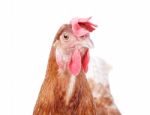 Close Up Beautiful Of Brown Female Chicken Hen Isolated White Ba Stock Photo