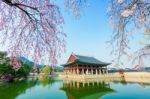 Gyeongbokgung Palace With Cherry Blossom In Spring,korea Stock Photo