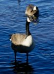 Beautiful Close-up Of The Canada Goose Stock Photo