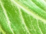 Detail Of Green Leaf Texture Background Stock Photo