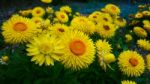 Beautiful Yellow Straw Flower Stock Photo