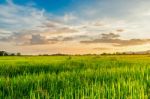 Landscape Of Cornfield And Green Field With Sunset On The Farm Stock Photo