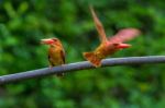 Ruddy Kingfisher Stock Photo