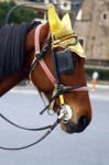 Horse Head With Ear Protection Stock Photo