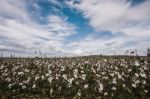 Cotton Field In The Countryside Stock Photo