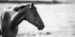 Horse In The Paddock Stock Photo