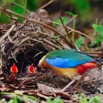 Blue-winged Pitta Stock Photo