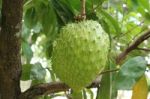 Soursop Stock Photo