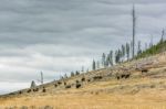 American Bison (bison Bison) Stock Photo