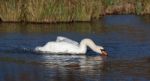 Mute Swan (cygnus Olor) Stock Photo