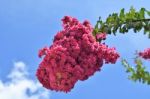 Crepe Myrtle Flower Stock Photo