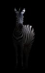 Zebra In The Dark Stock Photo