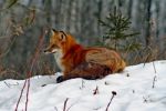 Red Fox In Her Winter Coat Stock Photo