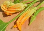 Yellow Courgette Blossoms Stock Photo