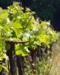 Grape Vines Yard Stock Photo