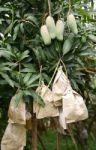 Fresh Mango On Tree Stock Photo