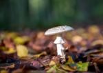 Mushroom Stock Photo