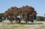 Spring Landscape In Alentejo Stock Photo