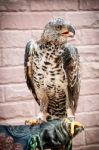 Portrait Of Beauty Hawk On Falconer's Hand Stock Photo