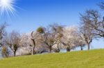 Flowering Trees In The Sun Stock Photo