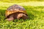 Giant Turtle From Galapagos Stock Photo