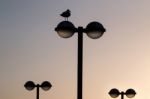 Streetlight With Seagull Stock Photo