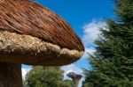 Tom Hare's Fungi Fairy Ring Stock Photo