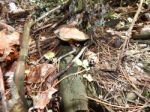 Collection And Preparation Of Autumn Edible Mushrooms  Stock Photo