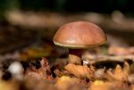 Mushroom Stock Photo