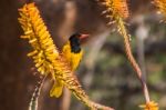 Black-headed Oriole Stock Photo