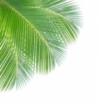 Coconut Leaf Isolated On White Background Stock Photo