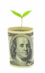 Tree Growing From Dollar Bill Stock Photo