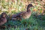 Female Mallards Stock Photo