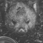 Wombat During The Day Stock Photo