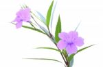 Ruellia Tuberosa Flower Focus Lower One On White Background Stock Photo