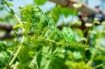 Young Green Grapes Stock Photo