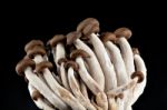 Mushrooms On A Black Background Stock Photo