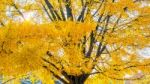 Autumn In Gyeongbokgung Palace,south Korea Stock Photo