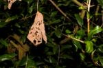 Close Up Of Dead Leaf With Fresh Leaves In The Background Stock Photo