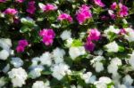 Madagascar Periwinkle (catharanthus Roseus) Growing In Las Vegas Stock Photo