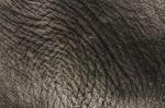 Elephant Skin Background Stock Photo