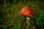 Fly Agaric Mushroom Stock Photo